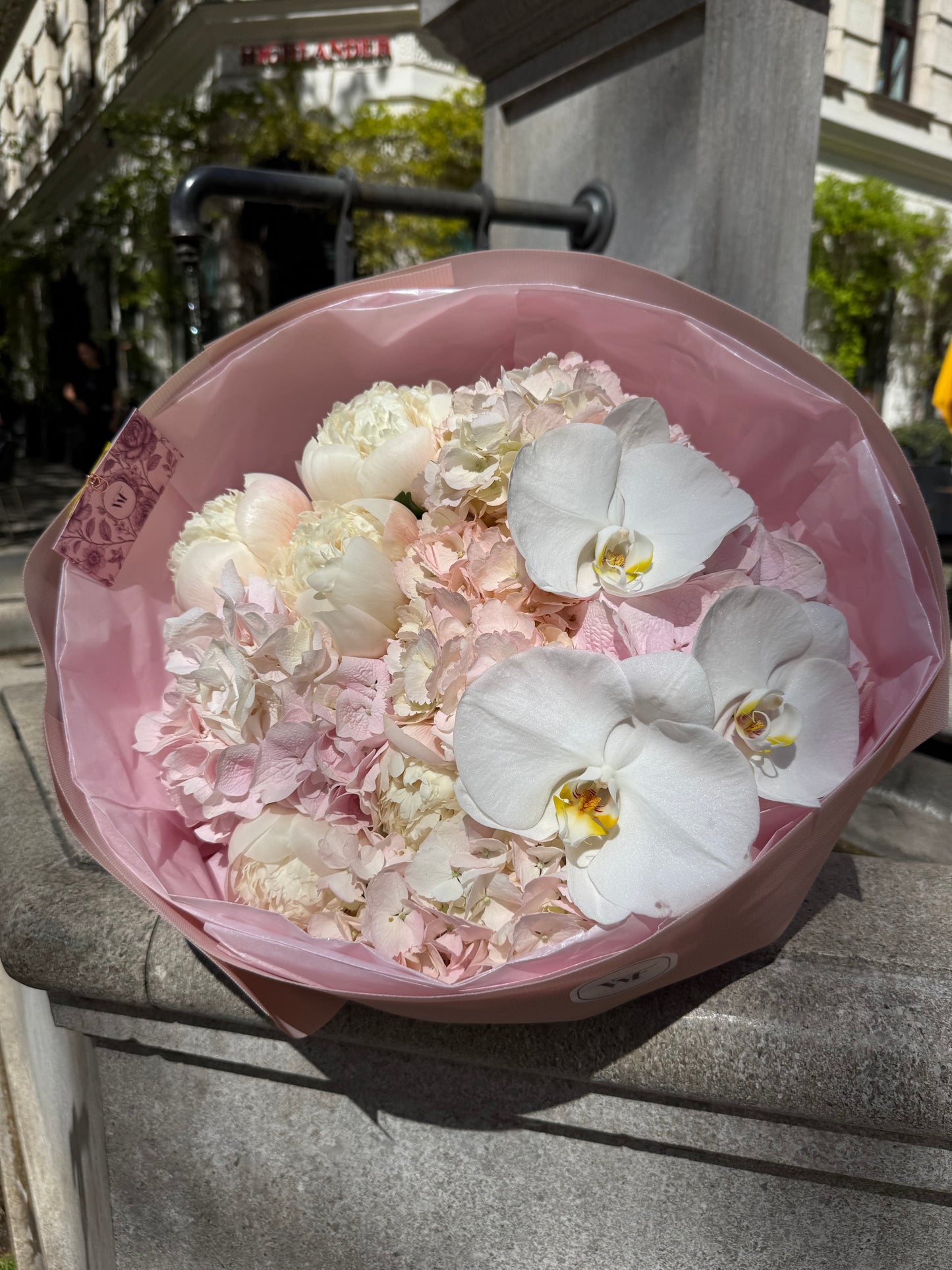 Sunlit Orchids