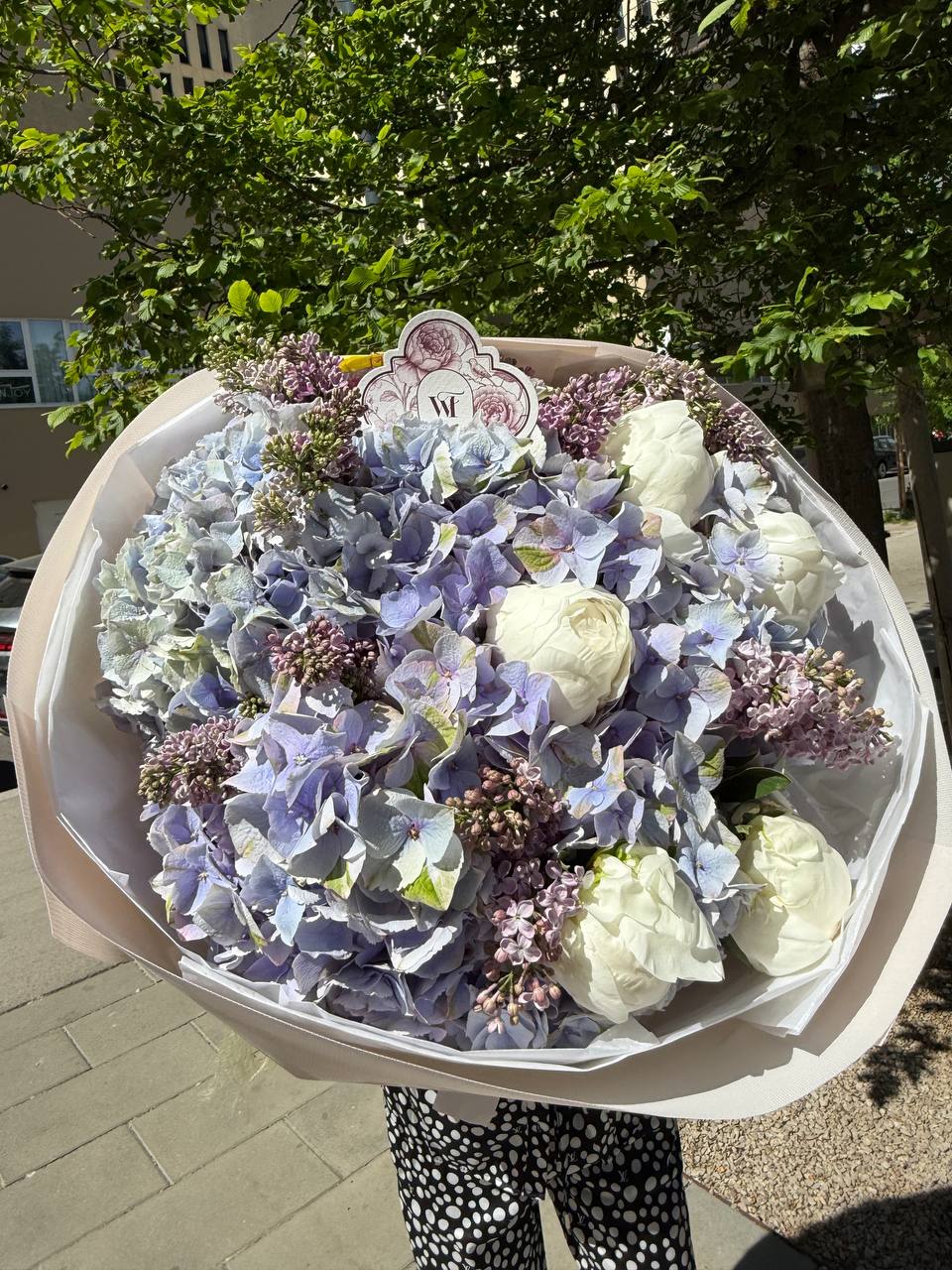 Syringa Tenderness