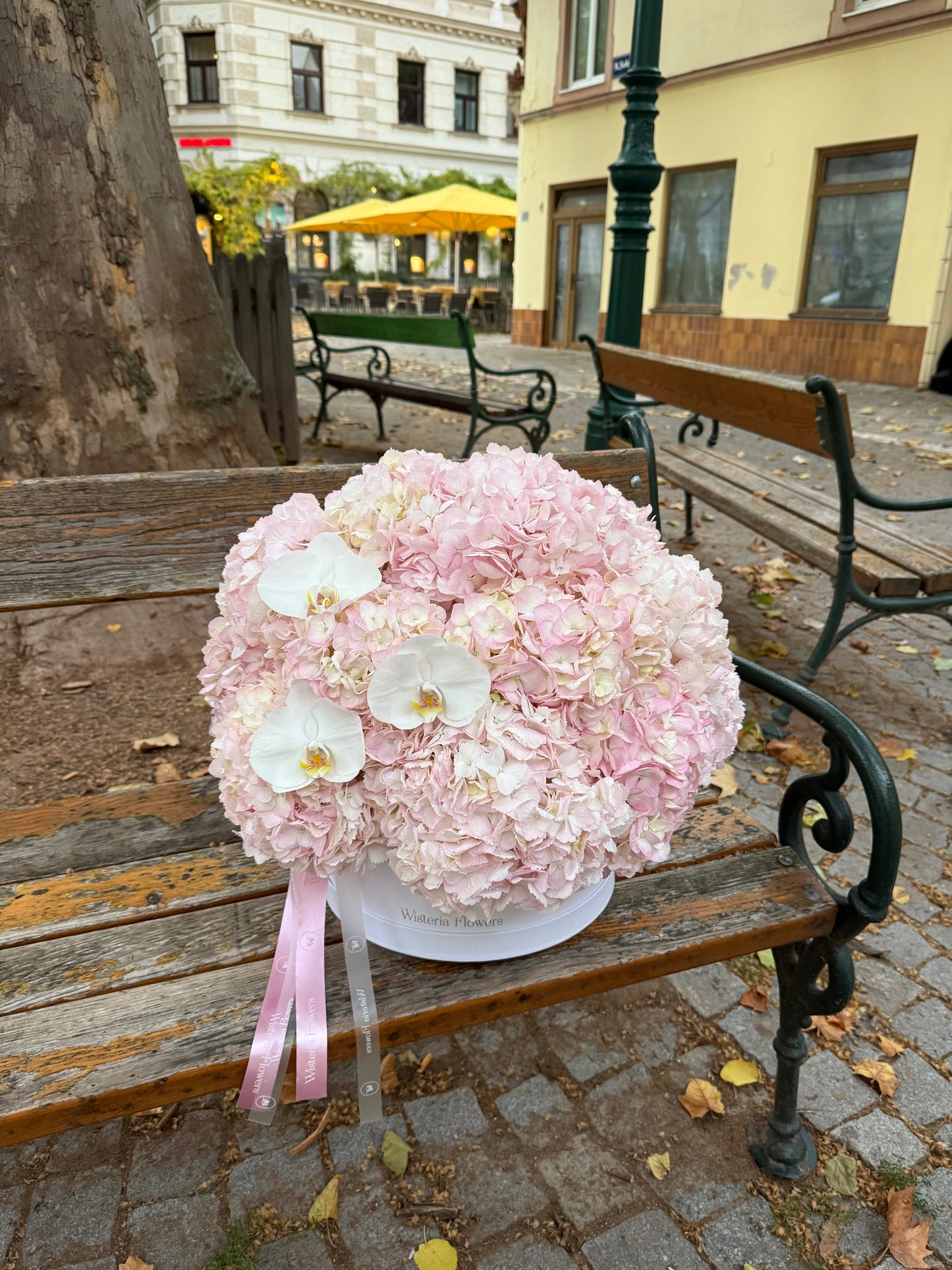 Orchid Hydrangea Cloud